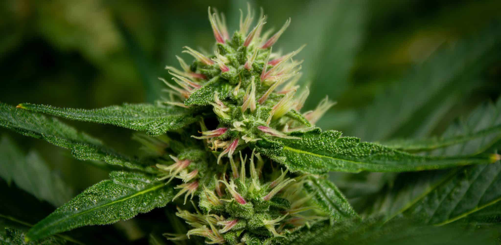 closeup of hemp flower with trichomes visible