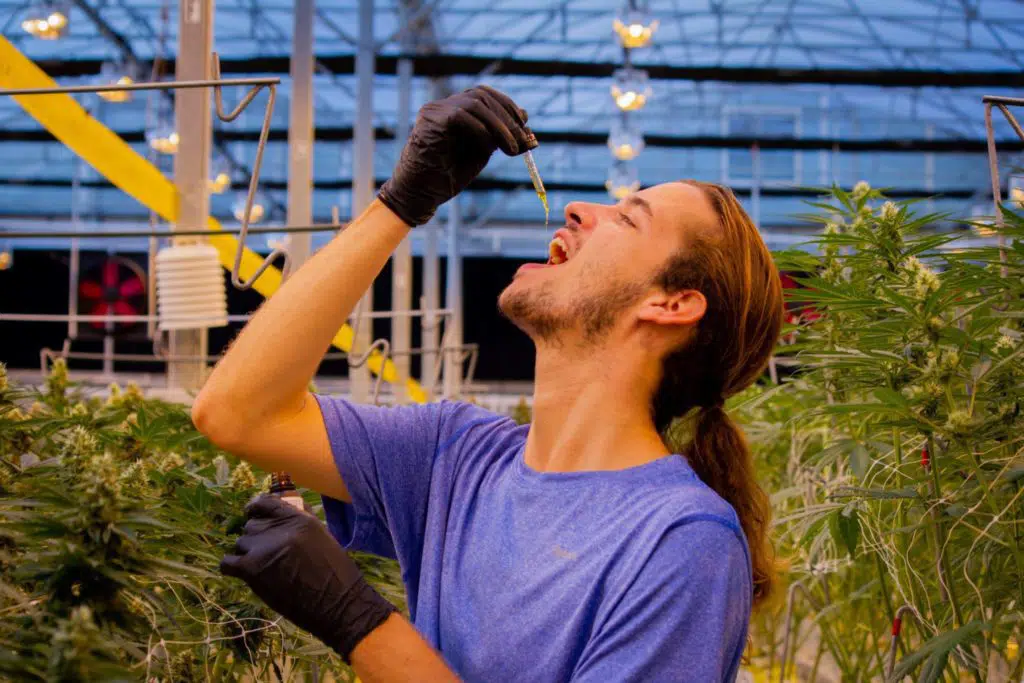 Man dropping CBD oil into mouth between hemp plants